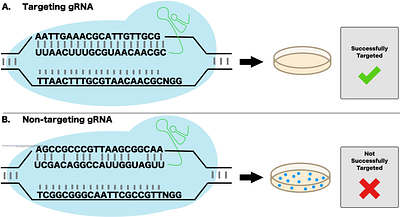 Multilayered regulation by RNA thermometers enables precise control of Cas9 expression