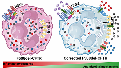 CFTR mutation leads to intrinsic dysfunction in neutrophils from people with Cystic Fibrosis