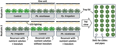 Synergistic 3D, multispectral, and thermal image analysis via supervised machine learning for improved detection of root rot symptoms in hydroponically-grown flat-leaf parsley