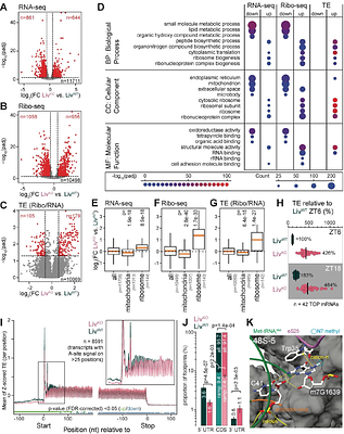 The 18S rRNA methyltransferase, BUD23, is required for appropriate lipid and mitochondrial metabolism