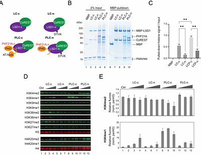 A neuron-specific microexon ablates the novel DNA-binding function of a histone H3K4me0 reader PHF21A