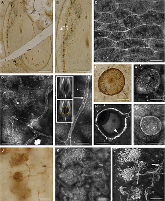 An ancient plant symbiotic fungus with distinct features identified through advanced fluorescence and Raman imaging