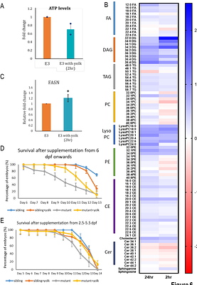 Developing epidermis acquires nutrients from the external milieu by mTOR-dependent macropinocytosis