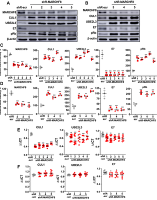 The membrane-associated ubiquitin ligase MARCHF8 stabilizes the human papillomavirus oncoprotein E7 by degrading CUL1 and UBE2L3 in head and neck cancer
