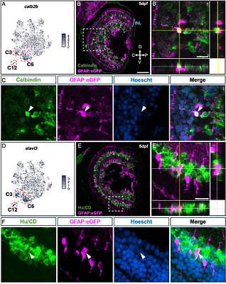 Müller glia subtypes define neuro-glial associations and spatial morphogen axes in the zebrafish retina