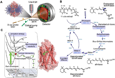 Ultrafast X-Rays Capture Retinal Traversing Conical Intersection in Rhodopsin