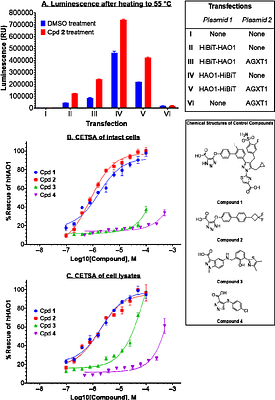 Luminescence-based complementation assay to assess target engagement and cell permeability of glycolate oxidase (HAO1) inhibitors.