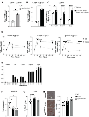 Beneficial and detrimental consequences of AHR activation in intestinal infection