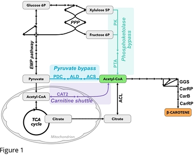 Impact of central carbon metabolism bypasses on the production of beta-carotene in Yarrowa lipolytica