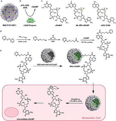 Enhancement of a STING Agonist Vaccine for Tuberculosis Using Locally Supercharged MS2 Viral Capsids