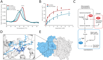 Identifying Novel Targets of the Stringent Response in Plants and Cyanobacteria using chemoproteomics