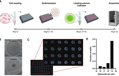 A high-throughput assay for the measurement of Ca2+-oscillations and insulin release from uniformly sized β-cell spheroids.