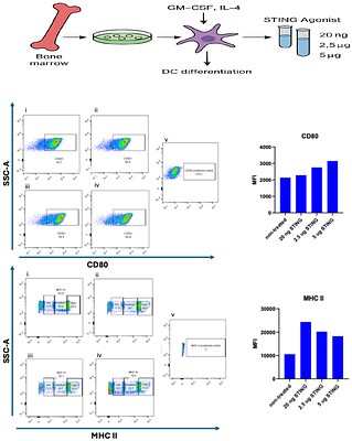 In Vitro Maturation of Bone Marrow-Derived Dendritic Cells via STING Activation for T Cell Priming