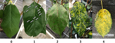 Inoculation of Malus baccata 'Jackii'-derived offspring and QTL analysis reveal a polygenic inheritance pattern of apple blotch resistance