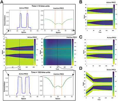 A continuum reaction-diffusion model for spread of gene silencing in chromosomal inactivation