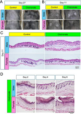 Sex Differences in Physiological Hair Cycling and Adhesive Material-Induced Hair Regeneration in Mice