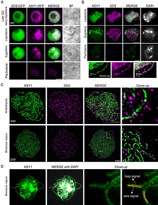 The HORMA-domain protein ASY1 recruits the plant-specific cyclin SDS to promote DMC1-mediated meiotic recombination