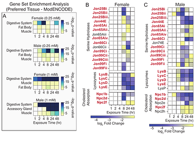Conserved Molecular Responses to Arsenite Exposure in Drosophila melanogaster
