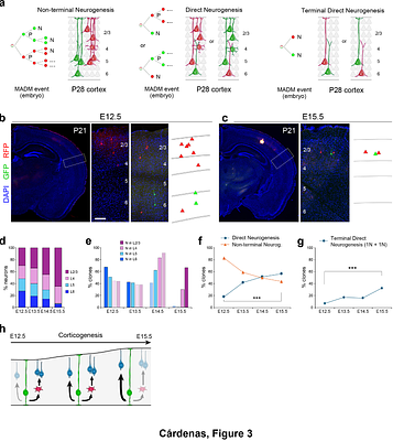 Early Indirect Neurogenesis transitions to late Direct Neurogenesis in mouse cerebral cortex development