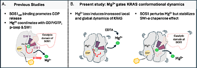 Magnesium as a Conformational Gatekeeper of KRAS: Structural Dynamics and Therapeutic Implications