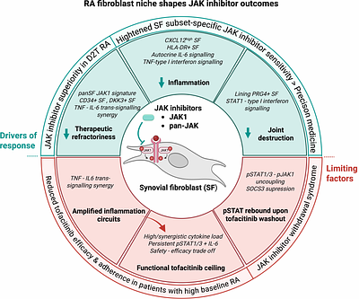 Synovial fibroblast niche shapes the efficacy - safety dynamics of JAK inhibition in rheumatoid arthritis
