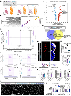 Vessel Organoids Reveal FOXF1 Variant-Specific Regulation of Mesoderm and Capillary Development