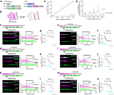 Chemogenetic timestamping for the precise tracing of cell history into protein assemblies