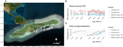 Asymmetric depth acclimation and plasticity limit the refugial potential of mesophotic Porites astreoides