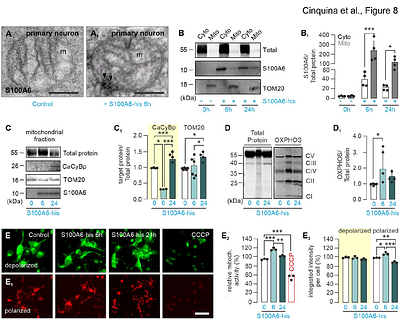 Astrocytes modulate mitochondrial proteostasis and membrane potential in neurons through S100A6 - calcyclin-binding protein signaling