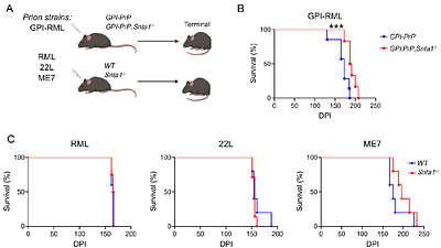 Aquaporin-4 mislocalization from astrocyte endfeet prolongs survival in a prion-cerebral amyloid angiopathy model