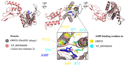 Elucidating the mechanisms of action and evolutionary history of phage anti-defence proteins
