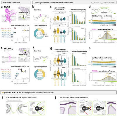 Identification of lipid specificity in membrane organizing protein complexes