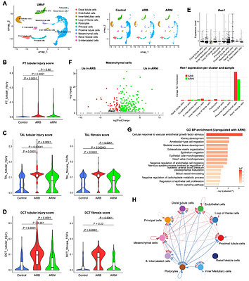 Natriuretic Peptide Augmentation Attenuates Renin Cell Hyperactivation and Afferent Arteriolar Hypertrophy During Long-Term Renin-Angiotensin System Inhibition