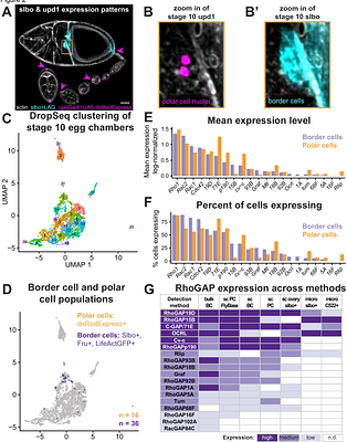 Systematic analysis of RhoGAP expression and function in border cell morphology and migration