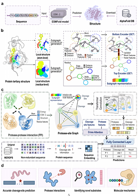 Structure-aware geometric graph learning for modeling protease-substrate specificity at scale