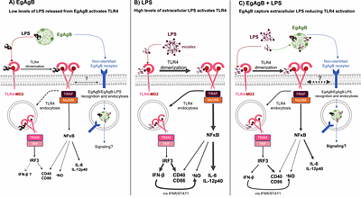 Echinococcus granulosus antigen B acts as an LPS-scavenging lipoprotein in vitro preventing TLR4-mediated activation of dendritic cells