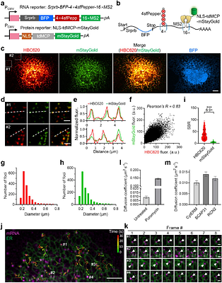 A superfolding sfPepper enables superresolution and single-molecule RNA imaging in live cells