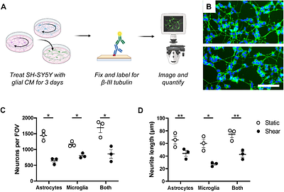 Fluid shear stress promotes glial-mediated neurotoxicity in vitro via purinergic signaling