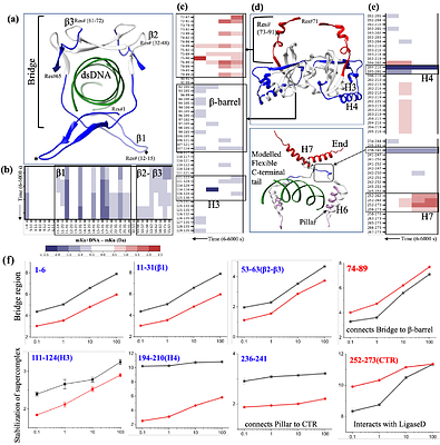 Bringing the Ends together: Cryo-EM structures of mycobacterial Ku in complex with DNA define its role in NHEJ synapsis