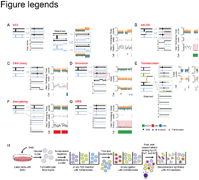 High-throughput linear amplification for single-cell template strand sequencing with sci-L3-Strand-seq