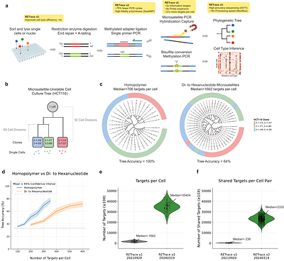 High-resolution retrospective single cell lineage tracing with mutable homopolymers
