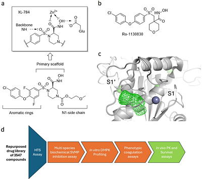 Discovery and Development of DC-174 as a Novel Oral Snakebite Treatment