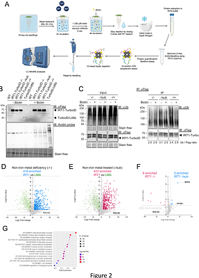 TurboID-based proteomic profiling reveals proxitome of the IRT1 metal transporter and new insight into metal uptake regulation in plants