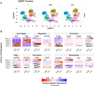 Distinct Effects of the Extracellular Matrix on Tumor Organization and Response to Cancer Virotherapy