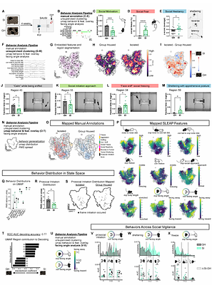 Extended amygdala orchestrates social motivation in socially isolated mice