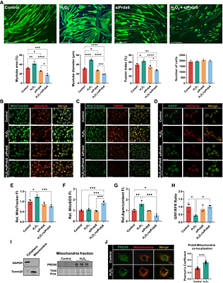 Peroxiredoxin 6 limits mitochondrial peroxidation to prevent mitochondrial ER contact site assembly and inflammatory signalling following adaptive stress