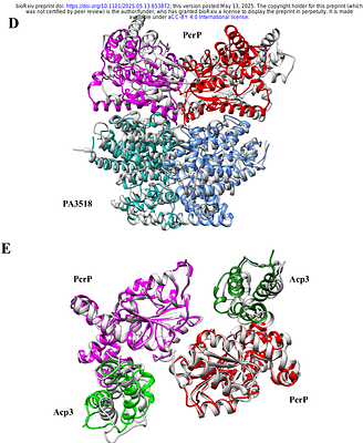 A novel non-catalytic function of PA2803-encoded PcrP contributes to polymyxin B resistance in P. aeruginosa and redefines the functional role of the PA2803 subfamily.