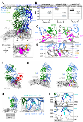 Machine Learning-Guided Engineering of High-Affinity Cross-Reactive Antibodies with Minimal Mutations