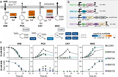 Engineered Pseudomonas putida reconfigures metabolic fluxes to support energy demands during muconate bioproduction from lignin-related aromatics