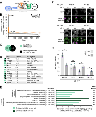 The VPS9-family GEF VINE activates Ypt10 in a late endosomal Rab cascade